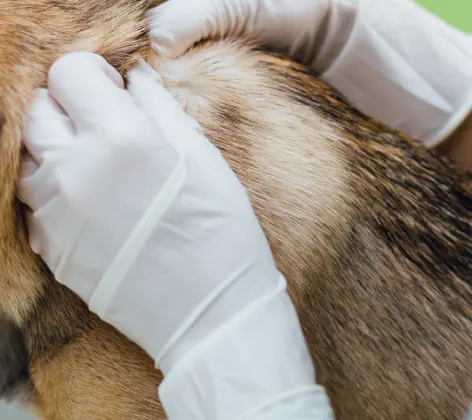 Dog's skin being examined.